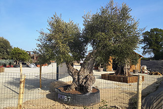 Comment planter un olivier ?