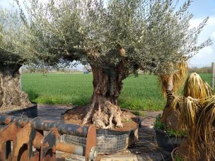 Prix d un olivier centenaire