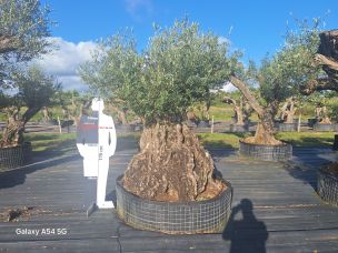 Olivier centenaire 2541 Auxerre dans le Yonne