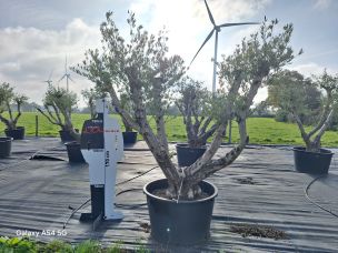 Olivier centenaire 2546 Sainte Geneviève des Bois dans le Essonne